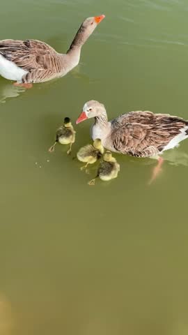 Watch these adorable geese and goslings swimming in the water! A cute family moment in nature, showcasing the beauty of wildlife. A peaceful and relaxing scene.