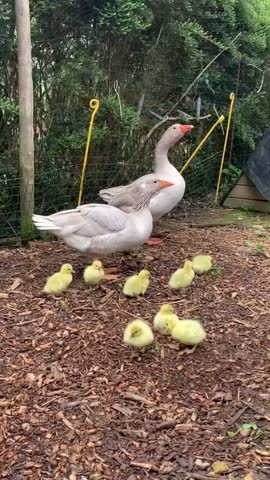 Watch these adorable goslings explore the outdoors with their goose parents! A cute baby animal video clip that is sure to bring a smile to your face. So sweet!