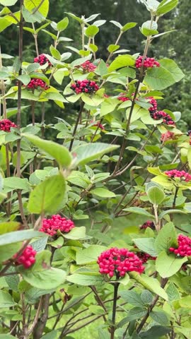 Background with Berries and Leaves Video