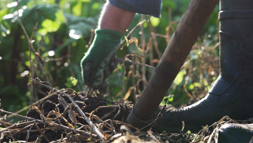 Sunlight illuminates a farmer wearing gloves and boots, diligently digging and harvesting fresh garlic bulbs from fertile soil in a vibrant garden