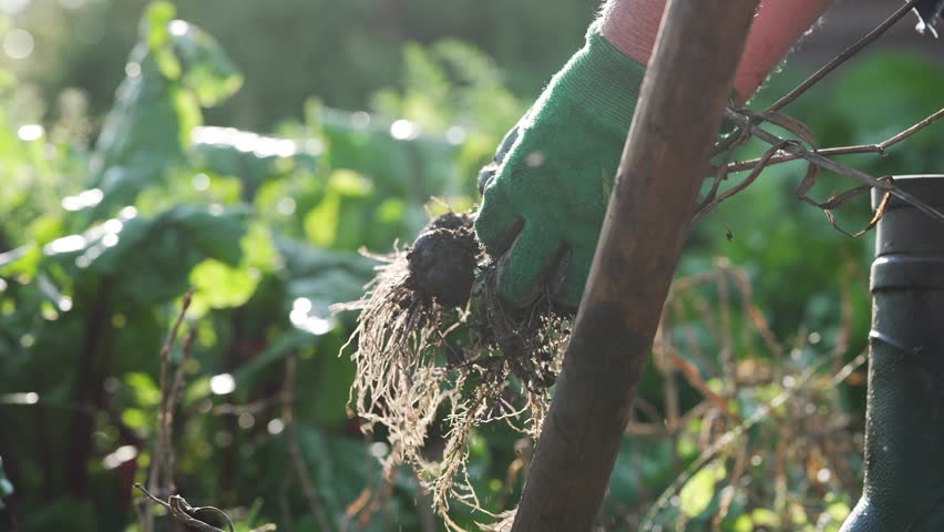 Sunlight illuminates a farmer wearing gloves and boots, diligently digging and harvesting fresh garlic bulbs from fertile soil in a vibrant garden