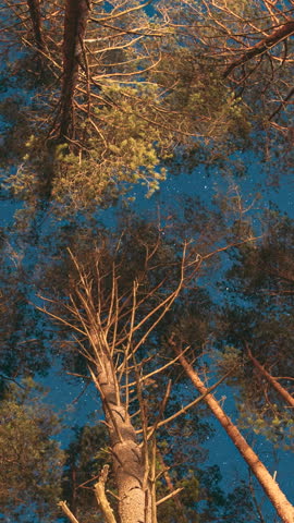 Slider shot motion. Sky Stars Above Crowns Of Pines Trees Woods. Night Natural Starry Sky Above Woods. Night Landscape With Dramatic Sky With Shining Stars. Bottom view. Trees trunks and deep dark