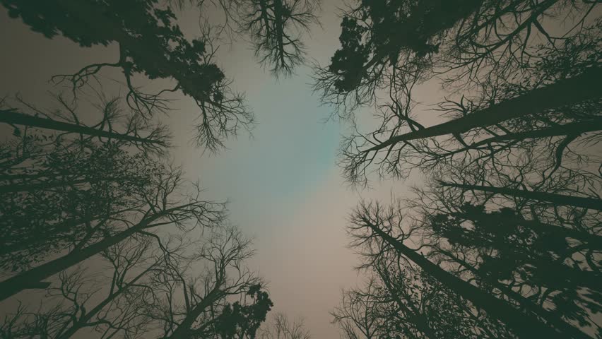 Halloween Atmosphere with Birds Flocking Through the Forest
