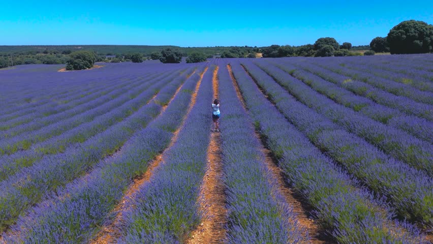 Aerial view of lavender fields in Brihuega, Guadalajara province, Castilla-La Mancha, Spain