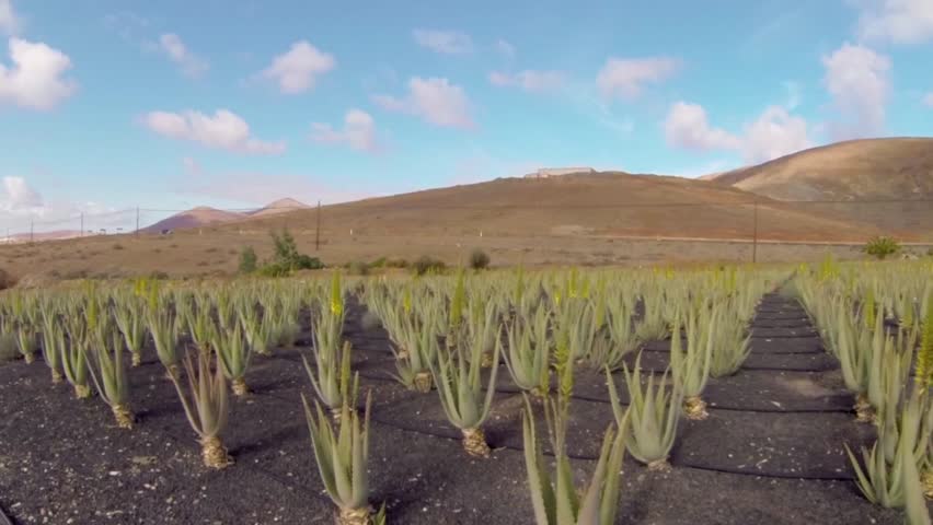 Plantation of medicinal aloe vera plant in the Canary Islands