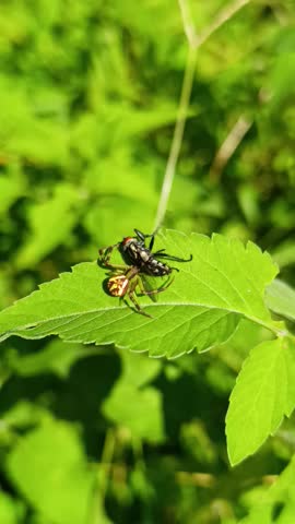 Predatory spiders hunting mosquitoes and butterflies in a home garden — a hidden flow of life, often unnoticed