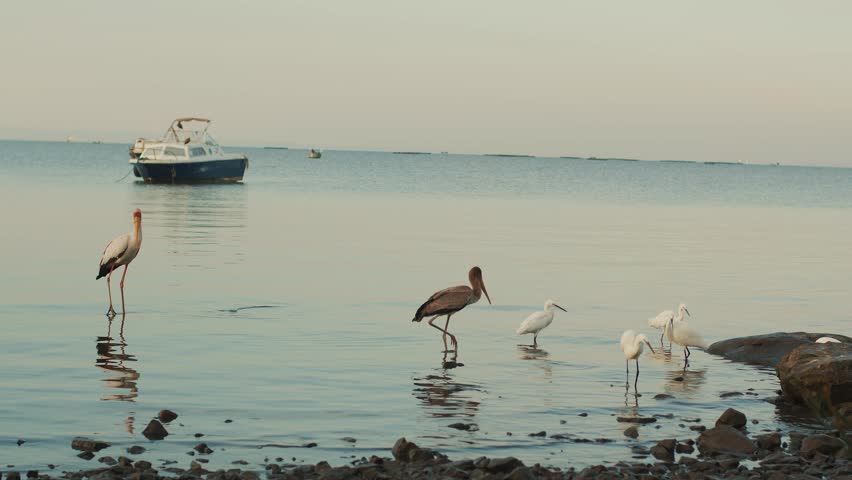Two storks and flock of white herons hunt for fish in water near rocky shore of huge reservoir with motorboat tied with rope. Panorama of endless lake with fishing boats