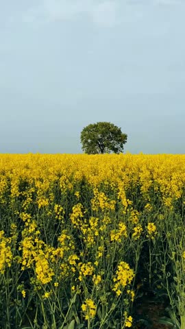 Minimal 4K mobile video with simple bloom effect and inspirational quote. Perfect for social media, status, and motivational content.