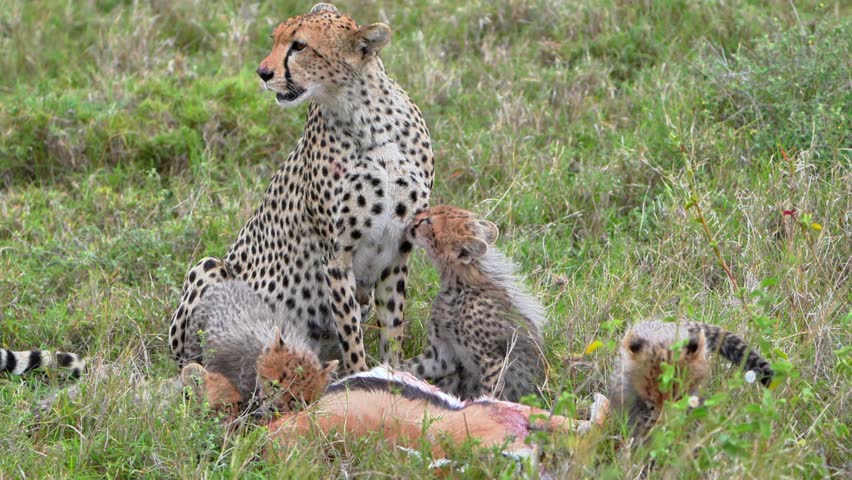 Cheetah Mother Watching Over Four Cubs Feeding on a Kill in Serengeti