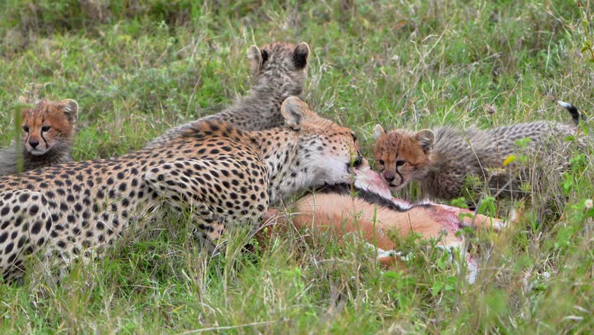 Cheetah Mother Feeding with Her Cubs in the Serengeti