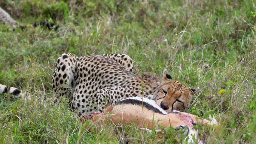 Cheetah Mother Sharing a Meal with Her Cub in the Serengeti
