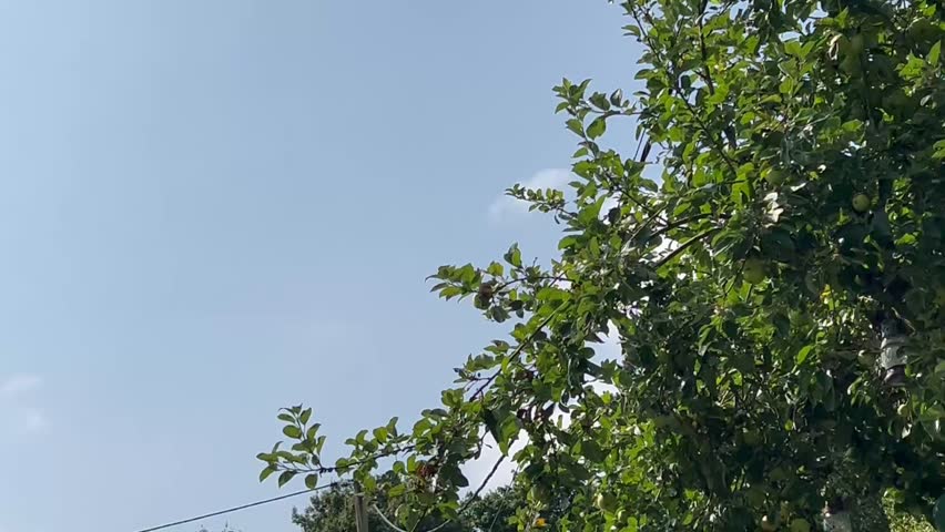 Cloud Formation Moving Blue Skies Floating Clouds On Summer Day In English Countryside Mother Nature Meditation Healing With Birdsong Sounds Theraputic Background Noise Slow Paced Rustling Trees