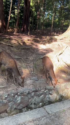 The deers are freely roaming around Nara Park, Japan 