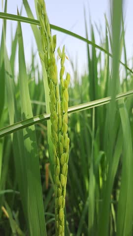 A close-up of a young rice plant (paddy) in a field, showing a developing head of grain surrounded by long green leaves. The background is a vibrant green rice field under a clear blue sky.
