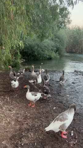 Domestic geese by a river in nature	
