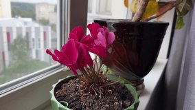 Cyclamen with pink flowers in a pot on the windowsill. Bright pink flowers - Powered by Shutterstock - Get 15% off with code: PIKWIZARD15