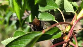 Macro view of amber-colored resin oozing from cherry tree branch, surrounded by green leaves, showing natural texture and detail in summer garden - Powered by Shutterstock - Get 15% off with code: PIKWIZARD15