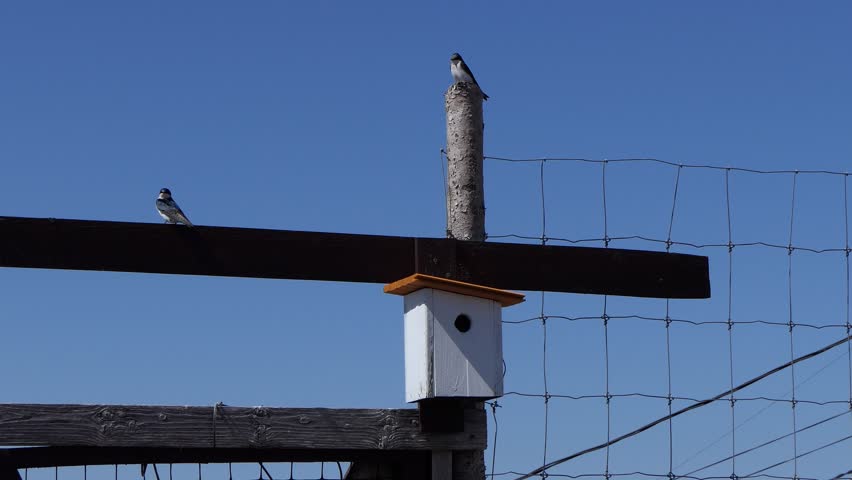 Two Bluebirds Knowns as Tree Swallow (Tachycineta bicolor), Near to a Birdhouse in a Sunny Day