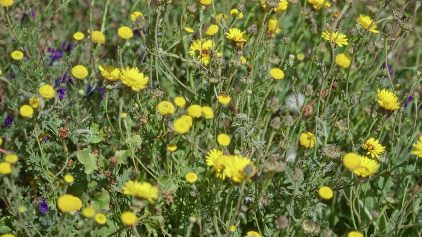 Yellow wildflowers blooming in sunny torrevieja, spain with lush green foliage showcasing nature
