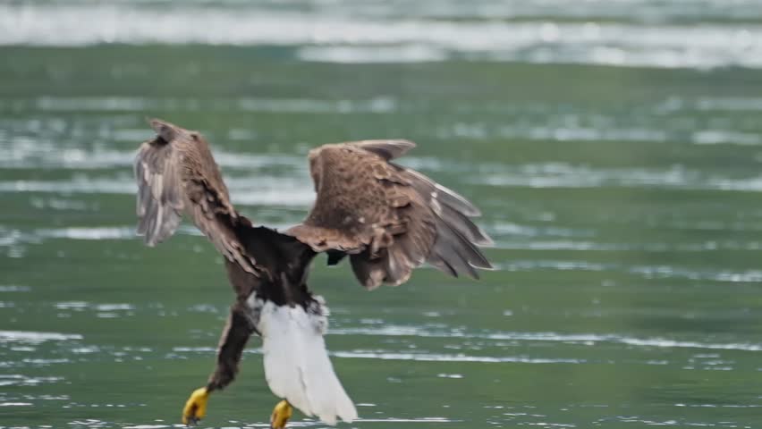 bald eagle glides in to catch a fish in slow motion