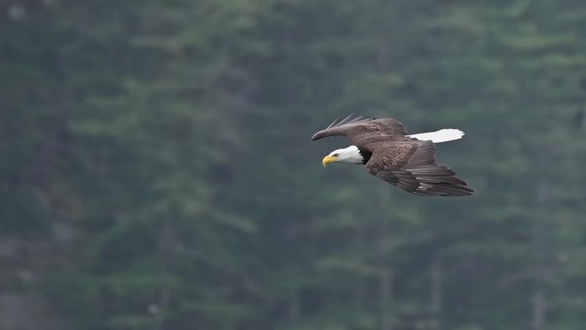 bald eagle glides in to catch a fish in slow motion