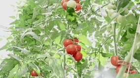 Gardener spraying tomato plants inside a greenhouse to protect crops and ensure healthy growth with proper care. - Powered by Shutterstock - Get 15% off with code: PIKWIZARD15