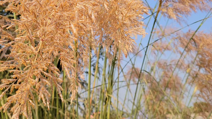 Fluffy Plumes of Pampas Grass Swaying Gently Against a Clear Blue Sky
