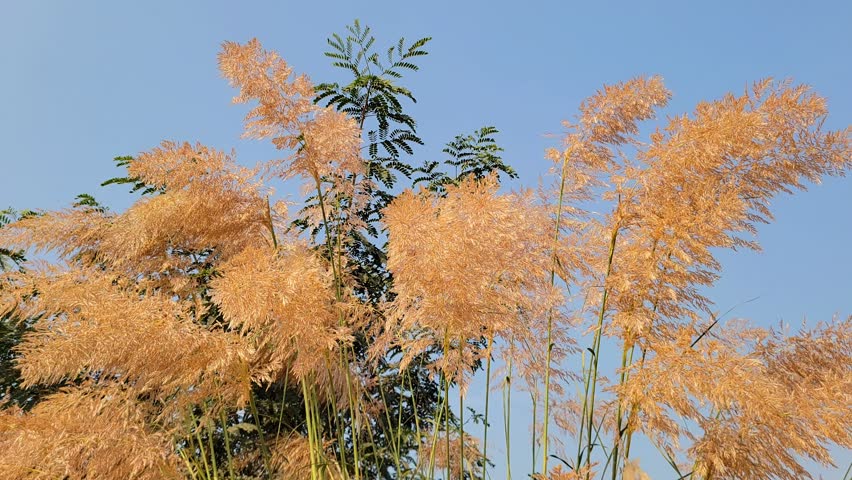 Fluffy Plumes of Pampas Grass Swaying Gently Against a Clear Blue Sky
