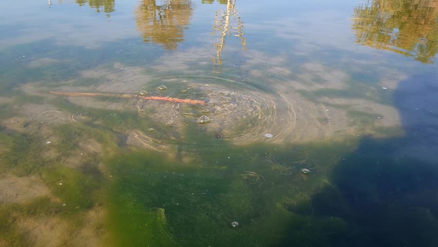 A Small Fish Creates Concentric Ripples as it Surfaces in a Murky, Algae-Filled Pond with Tree Reflections
