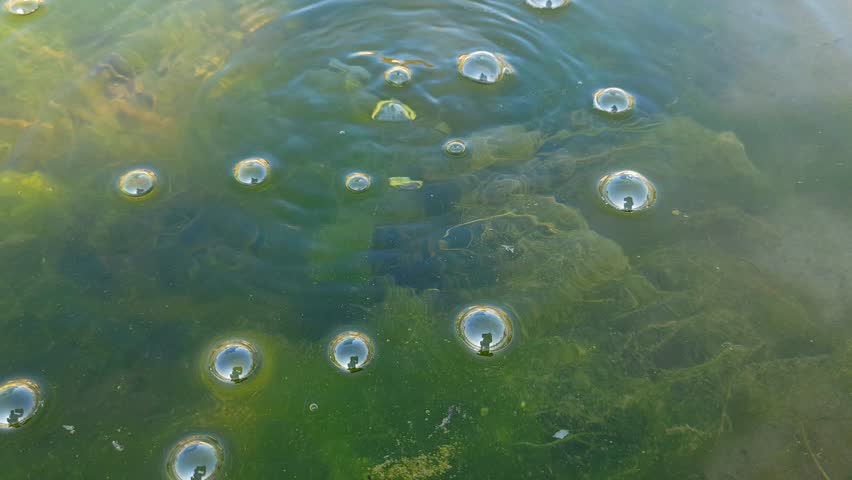 Bubbles Rising to the Surface of Murky Green Water Filled with Algae

