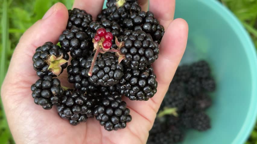 Ripe blackberries, harvest in summer