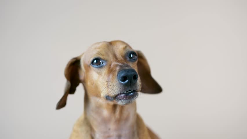 A cute brown short haired canine watches with wide curious eyes and a wrinkled face on a bright simple background.