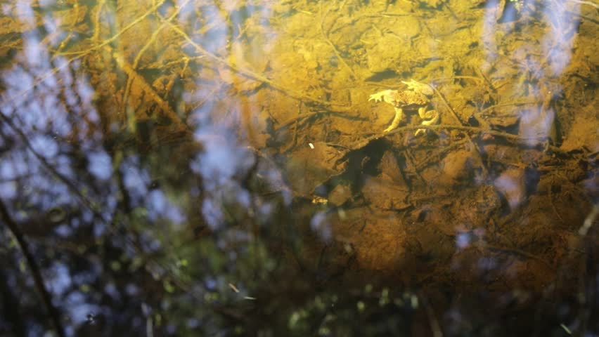 Water flow. Surface of water in a forest stream. Reflection in the stream. Frog under water.