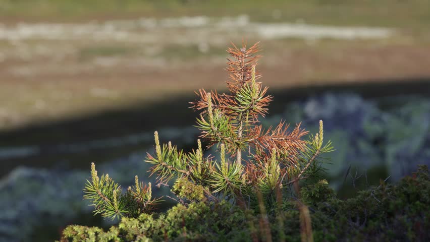 Small pine tree blowing in the wind in early morning light in Swedish mountains.
