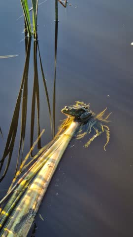 Green frog perched on a floating reed stick in a pond. The sunlight illuminates the water surface, creating reflections and ripples