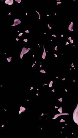 Falling Cherry Blossoms Alpha, Soft sakura petals fall gently, perfect for ads or wedding videos. Alpha Channel for easy editing. Download now to enhance your project