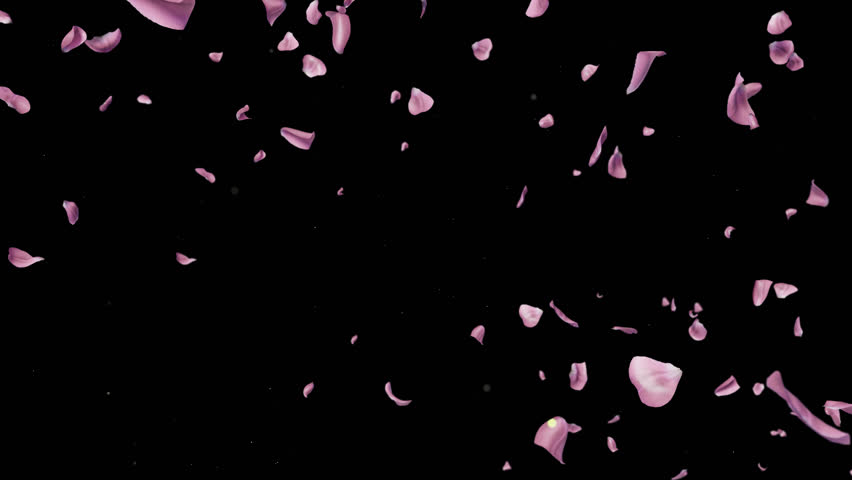 Falling Cherry Blossoms Alpha, Soft sakura petals fall gently, perfect for ads or wedding videos. Alpha Channel for easy editing. Download now to enhance your project