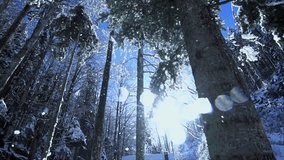 Winter Wonderland Snowy Forest Sunlit Trees Bright Sky Snowflakes Falling Magical View Scenic Beauty Nature Photography Cold Weather Tranquil Scene - Powered by Shutterstock - Get 15% off with code: PIKWIZARD15