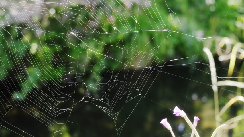 Spider web by the River Rea in Birmingham.
Close-up of a used spider web moving a little in the breeze on the bank of the River Rea in Canon Hill Park, Birmingham, England.