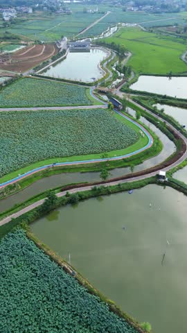 Aerial scenery of a green river flowing through lotus leaf and lotus root farmland in rural Vietnam