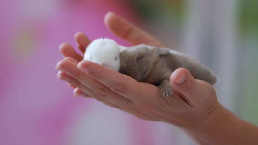 Two Newborn Bunnies, White and Grey, Sleeping in Woman’s Hands – Cute Baby Rabbits Close-Up