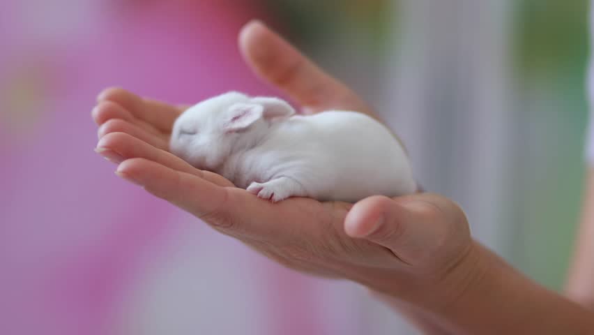Newborn White Bunny Sleeping in Woman’s Hands – Close-Up of Cute Baby Rabbit