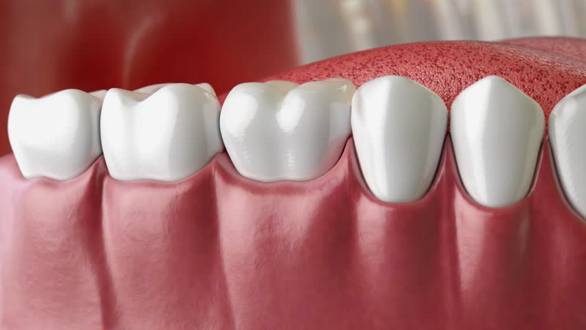 A detailed cross-section model of human teeth with roots and nerves. Dental anatomy and structure. 3d video animation
