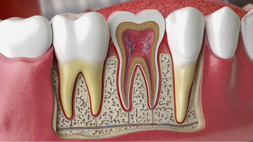 A detailed cross-section model of human teeth with roots and nerves. Dental anatomy and structure. 3d video animation