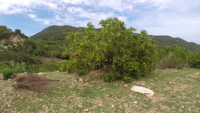 Cashew tree, DT702 Coastal Road Nui Chua National Park Ninh Thuan Travel in Vietnam