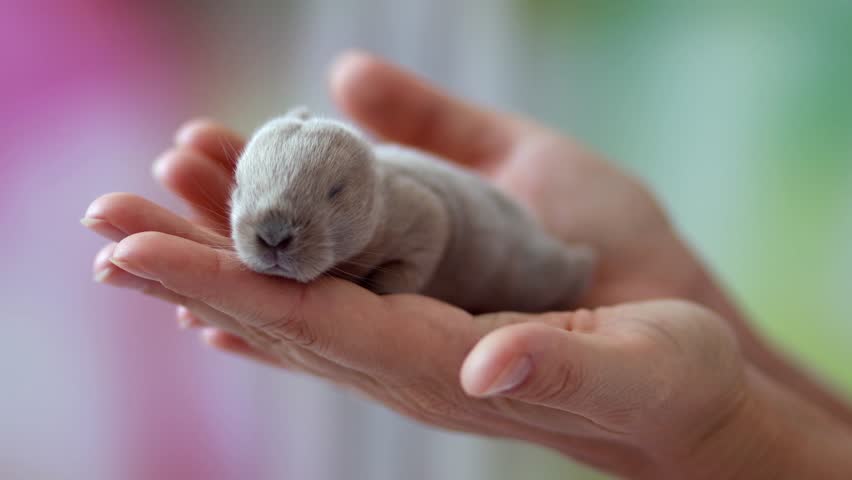Newborn Grey Bunny in Woman’s Hands – Close-Up of Tiny Baby Rabbit