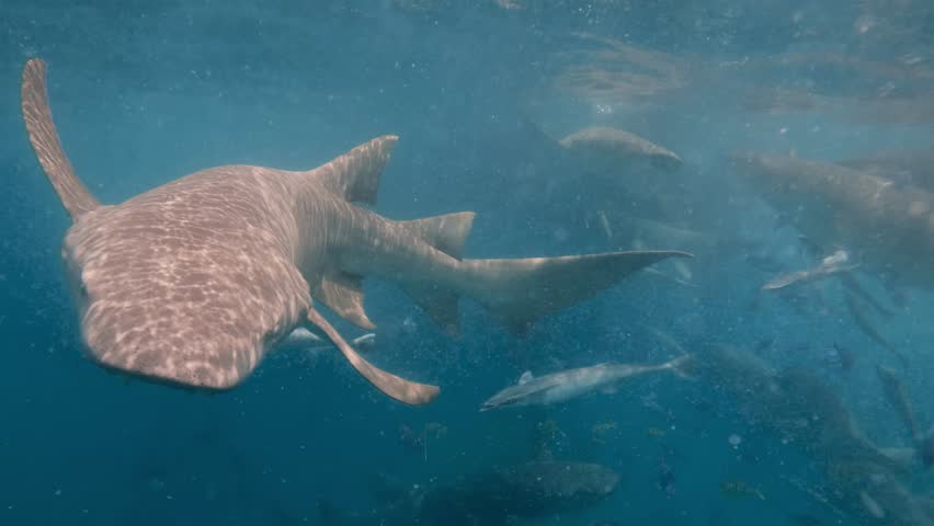 Nurse sharks swim in the blue ocean under sun light, surrounded by a different fish. The underwater environment is teeming with marine life.