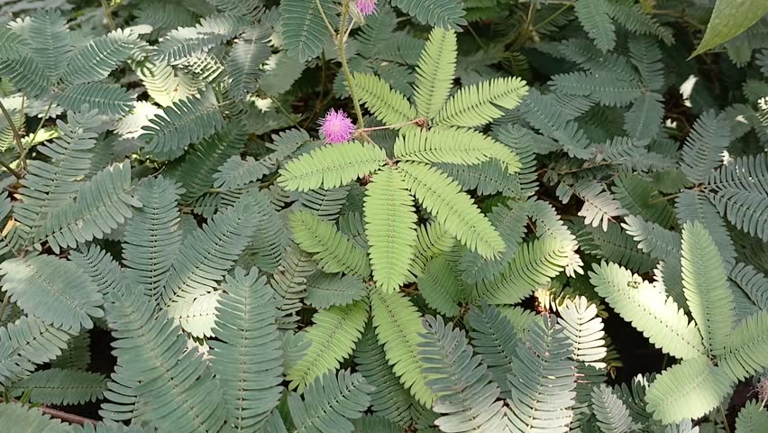 A chui mui or Don't touch me plant showing her nature when touched by human.