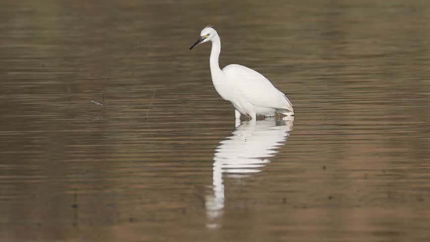 A snowy egret (𝘌𝘨𝘳𝘦𝘵𝘵𝘢 𝘵𝘩𝘶𝘭𝘢) wading in the shallows of Shugru Reservoir, Lassen County, California, stalking and catching small prey with graceful precision.