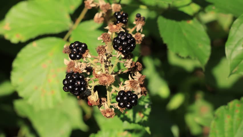 Ripe forest blackberries hand picking detail from green bramble bush. Natural vitamins harvesting, summer day sunshine. Close-up of organic berries, seasonal fruit harvesting in Czech Republic woods.